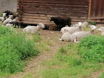 Koveron perinnetila
Tilan lammaskatras
